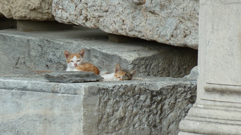 Kerameikos cat 1.JPG
